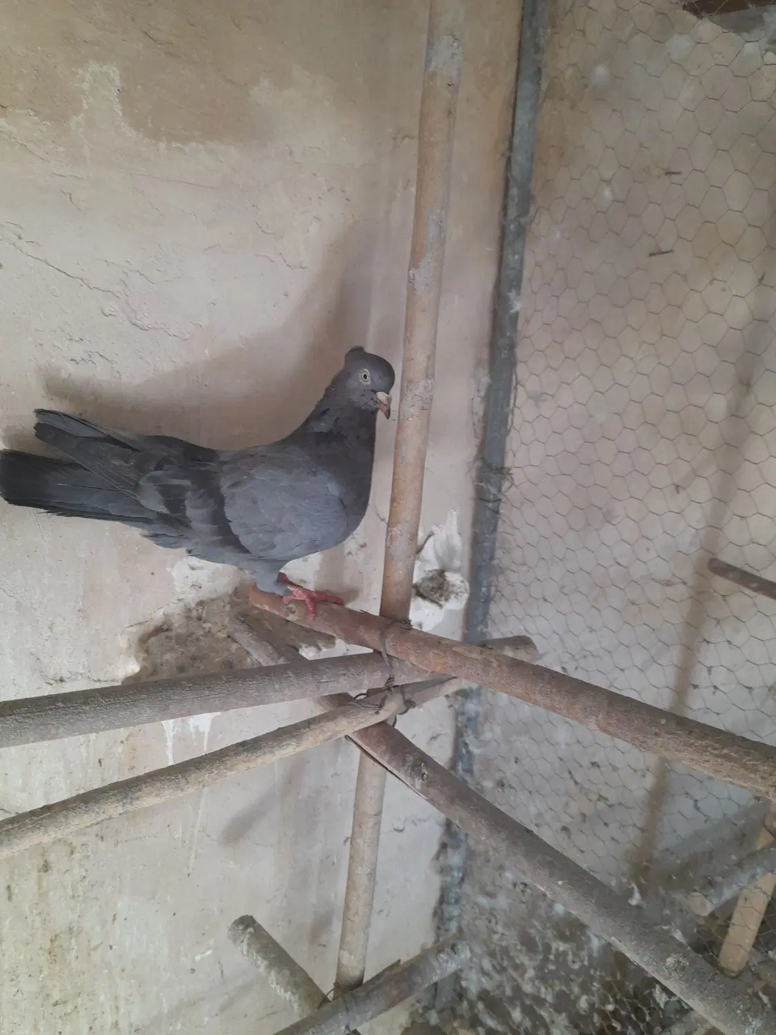 سبز کاکلی|پرنده|قم, نخودی|دیوار