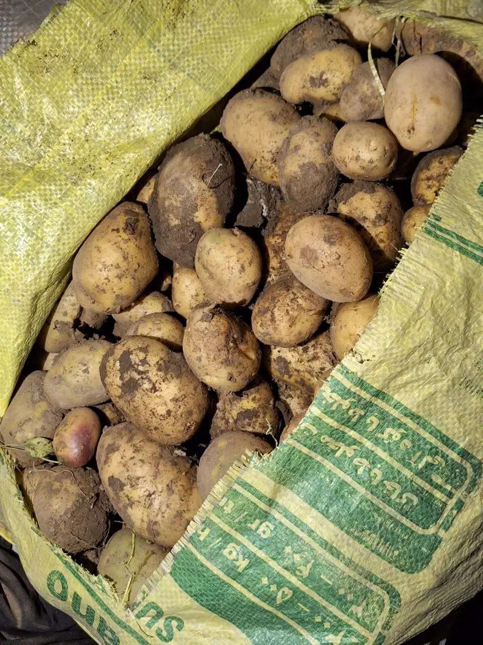 سیبزمینی اسپرید و جیلی|عمدهفروشی|تویسرکان, |دیوار