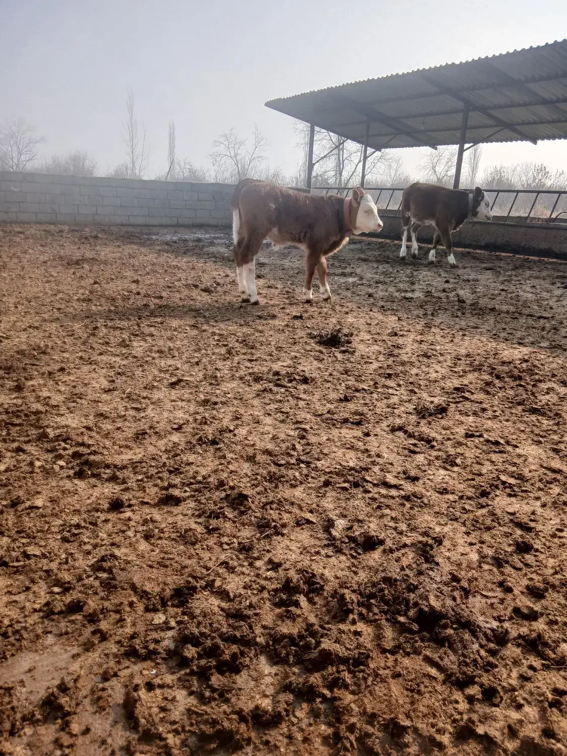 گوساله نر وماده|حیوانات مزرعه|نوشین شهر, |دیوار