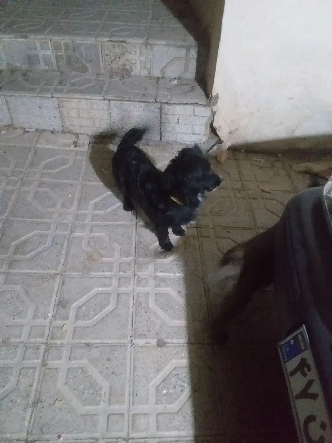 سگ پاپی خونگی حرف گوش کن|سگ|سمیرم, |دیوار