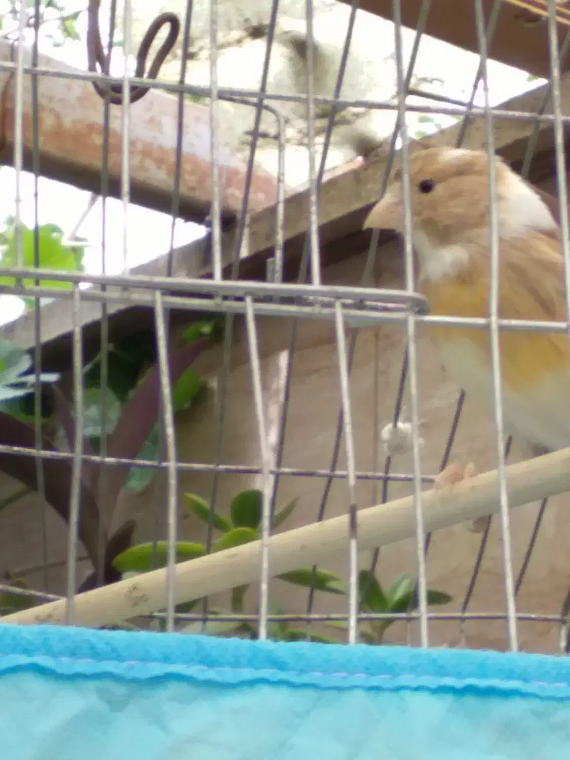 دو عدد قناری سالم و جوان|پرنده|محمدشهر, ولدآباد|دیوار