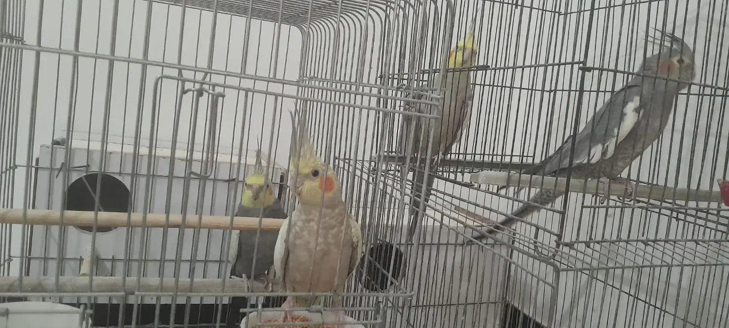 جفت عروس هلندی بالغ|پرنده|هشتگرد, فاز ۳ مهستان|دیوار