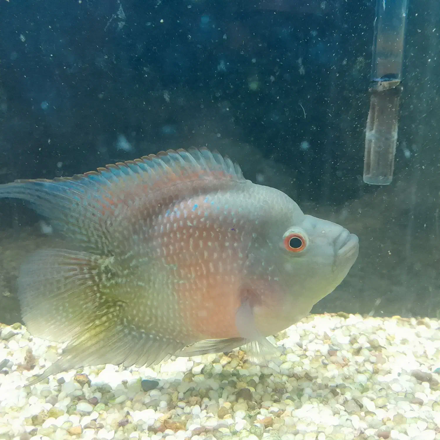 دوعدد فلاور|ماهی|مشکین‌دشت, |دیوار