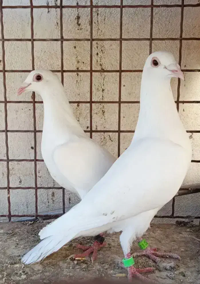 سفید کمشده|حیوانات|اردکان, |دیوار