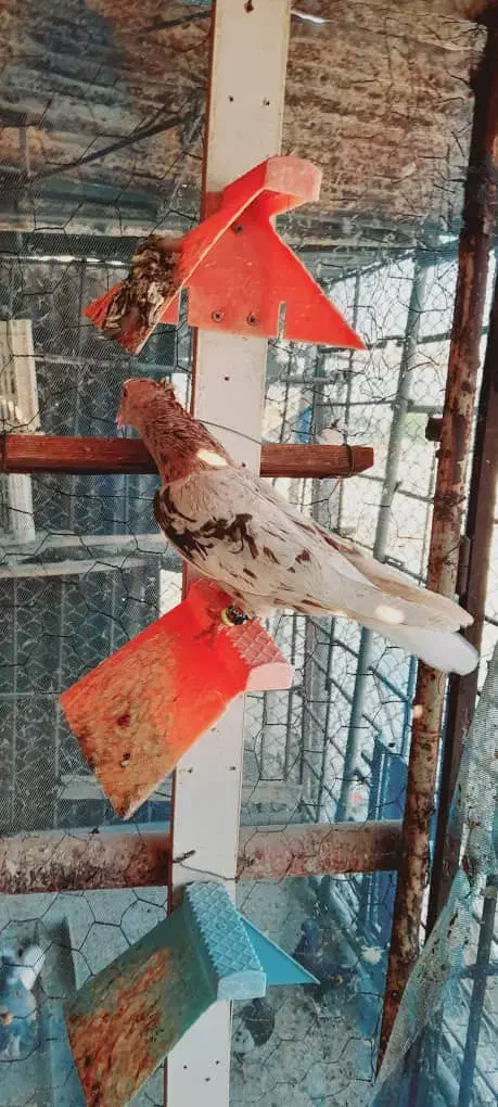 کوهی دمسفید کرم|پرنده|حمیدیه, |دیوار