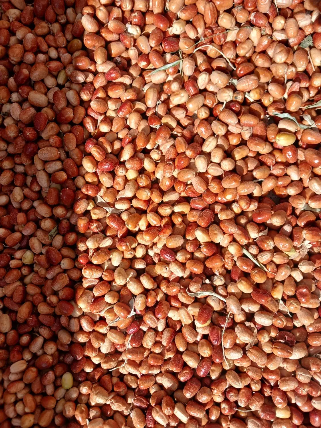 سنجد|خوردنی و آشامیدنی|تویسرکان, |دیوار