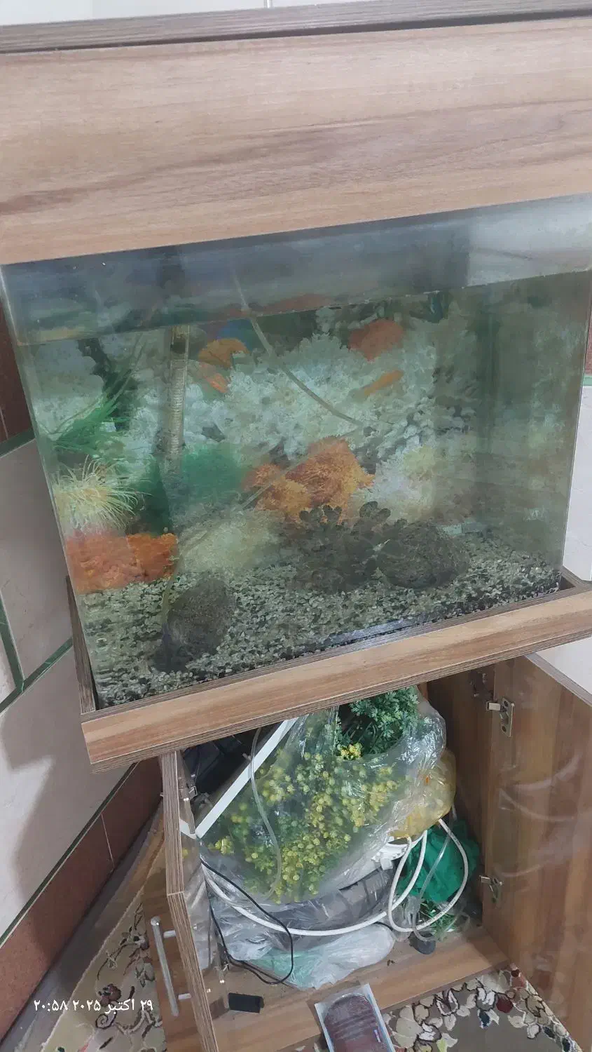 آکواریوم شیشه خم|ماهی|ورامین, شهرک مدرس|دیوار