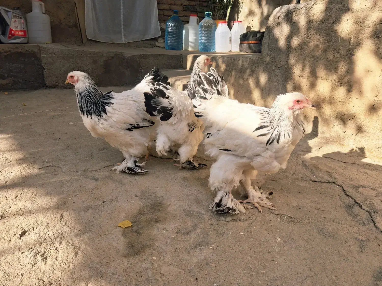 مرغ برهما|حیوانات مزرعه|ننور, |دیوار