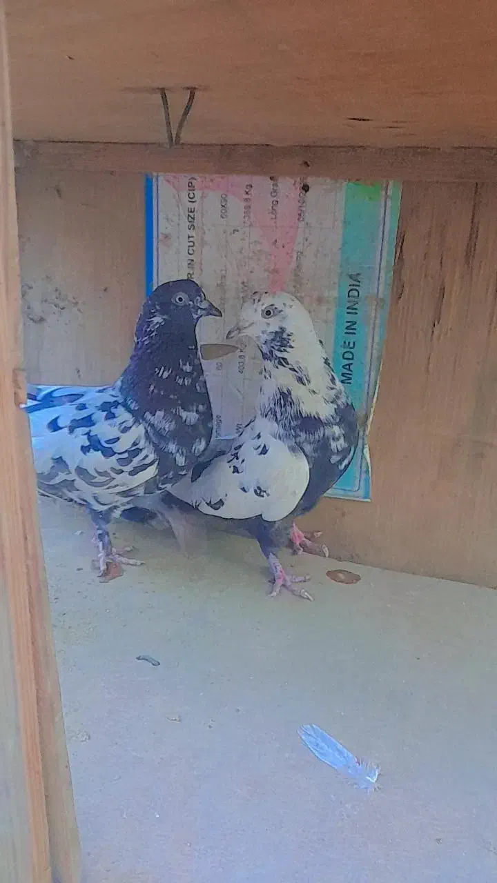 سلام پنج عدد کبوتر سالم سرحال به فروش میرسد|پرنده|میناب, |دیوار