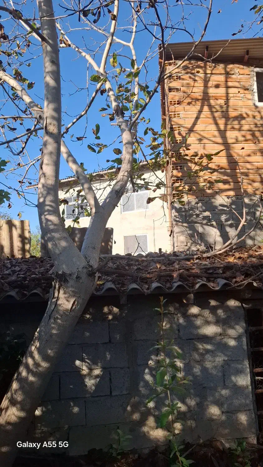 اصلاح درخت و قطع  کردن درخت خشک|خدمات باغبانی و درختکاری|ساری, |دیوار