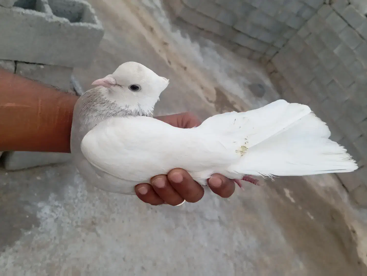 کفتر ها عالی|پرنده|میناب, |دیوار