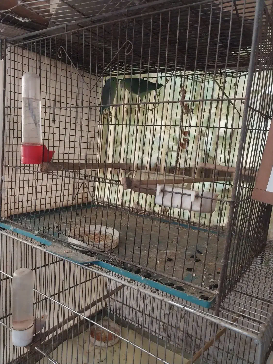 فروش یک جفت پروتلت جوان سبز رنگ|پرنده|آمل, |دیوار