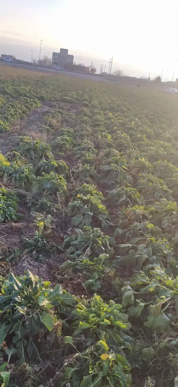 چغندر دامی|حیوانات مزرعه|قوچان, |دیوار