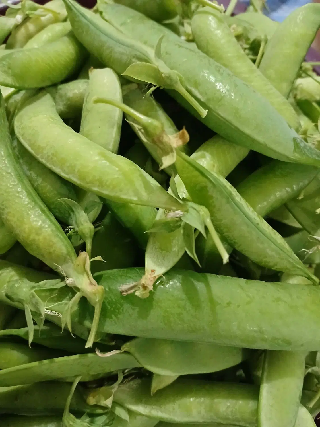 نخود سبز|خوردنی و آشامیدنی|پرهسر, |دیوار