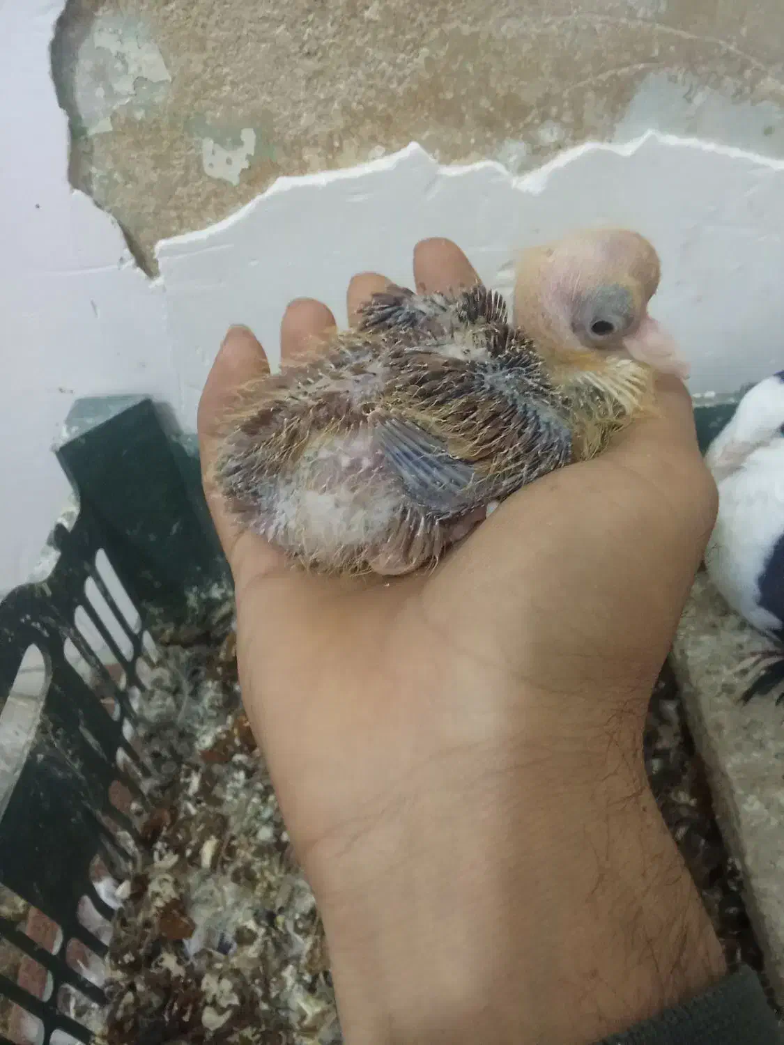 تعدادی لوازم خانه وکربلایی|سایر لوازم برقی|قوچان, |دیوار