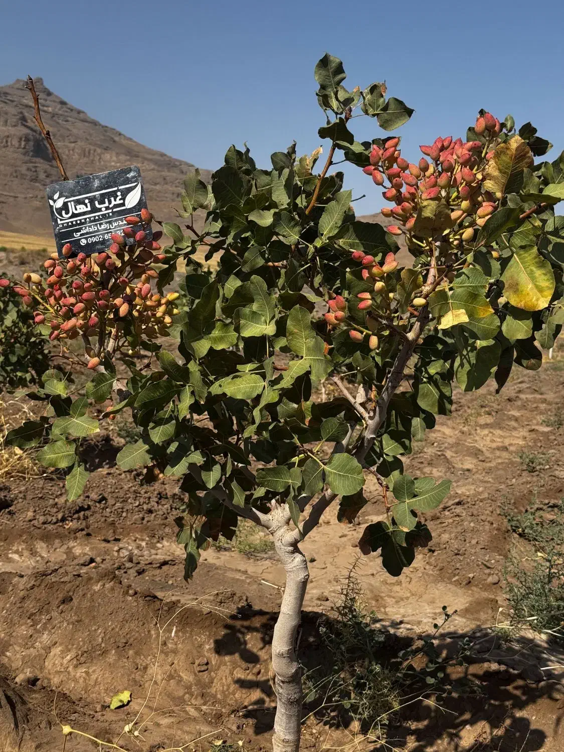 نهال پسته گلدانی آمریکایی|خدمات باغبانی و درختکاری|کرمان, |دیوار