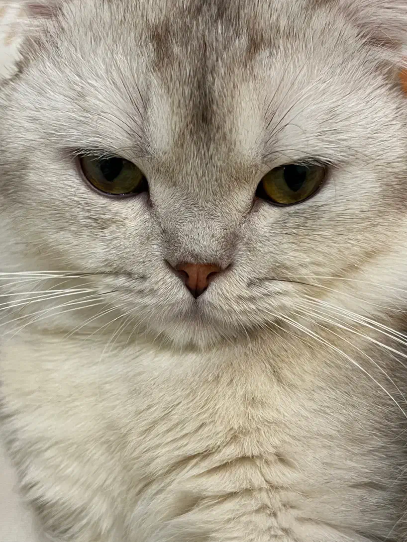 گربه نر جهت جفت گیری|گربه|مشهد, دانشجو|دیوار