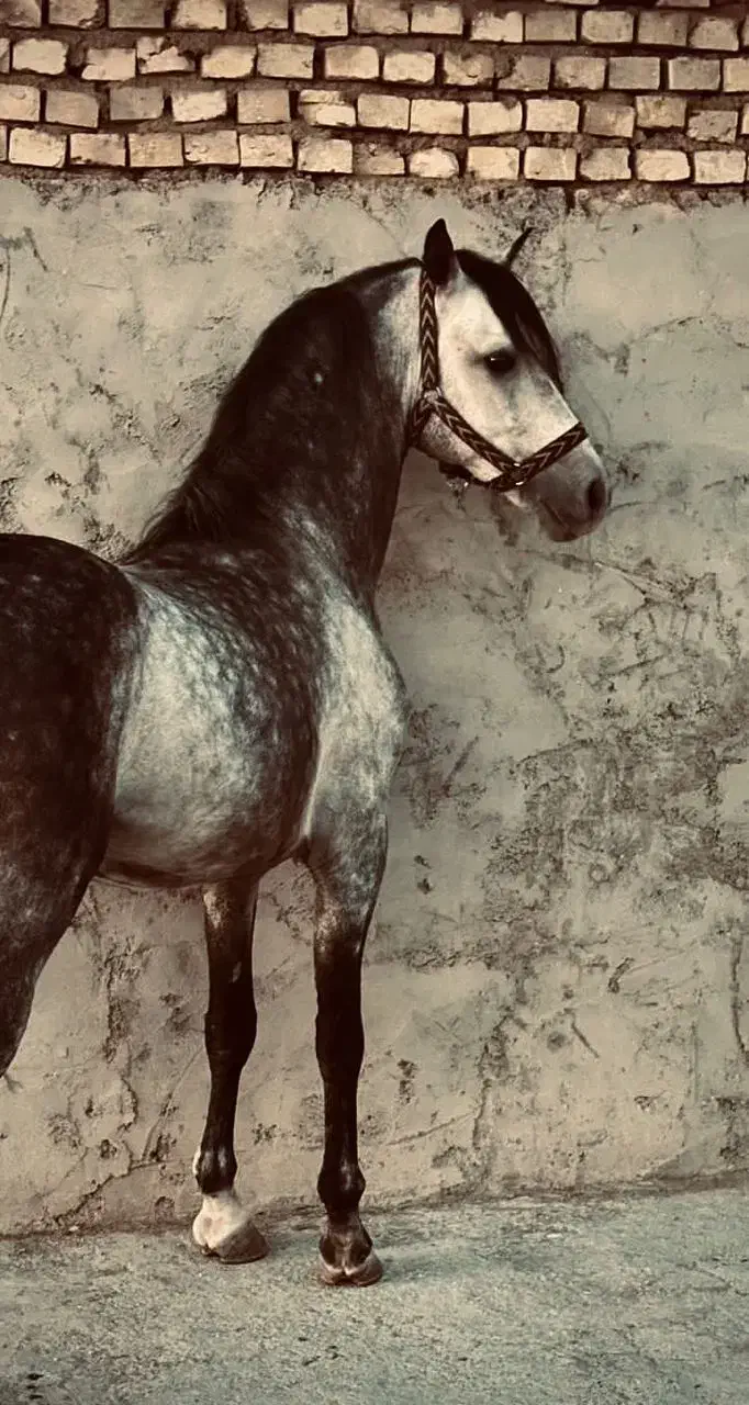 خرید و فروش اسب|اسب و تجهیزات اسب‌سواری|همایجان, |دیوار