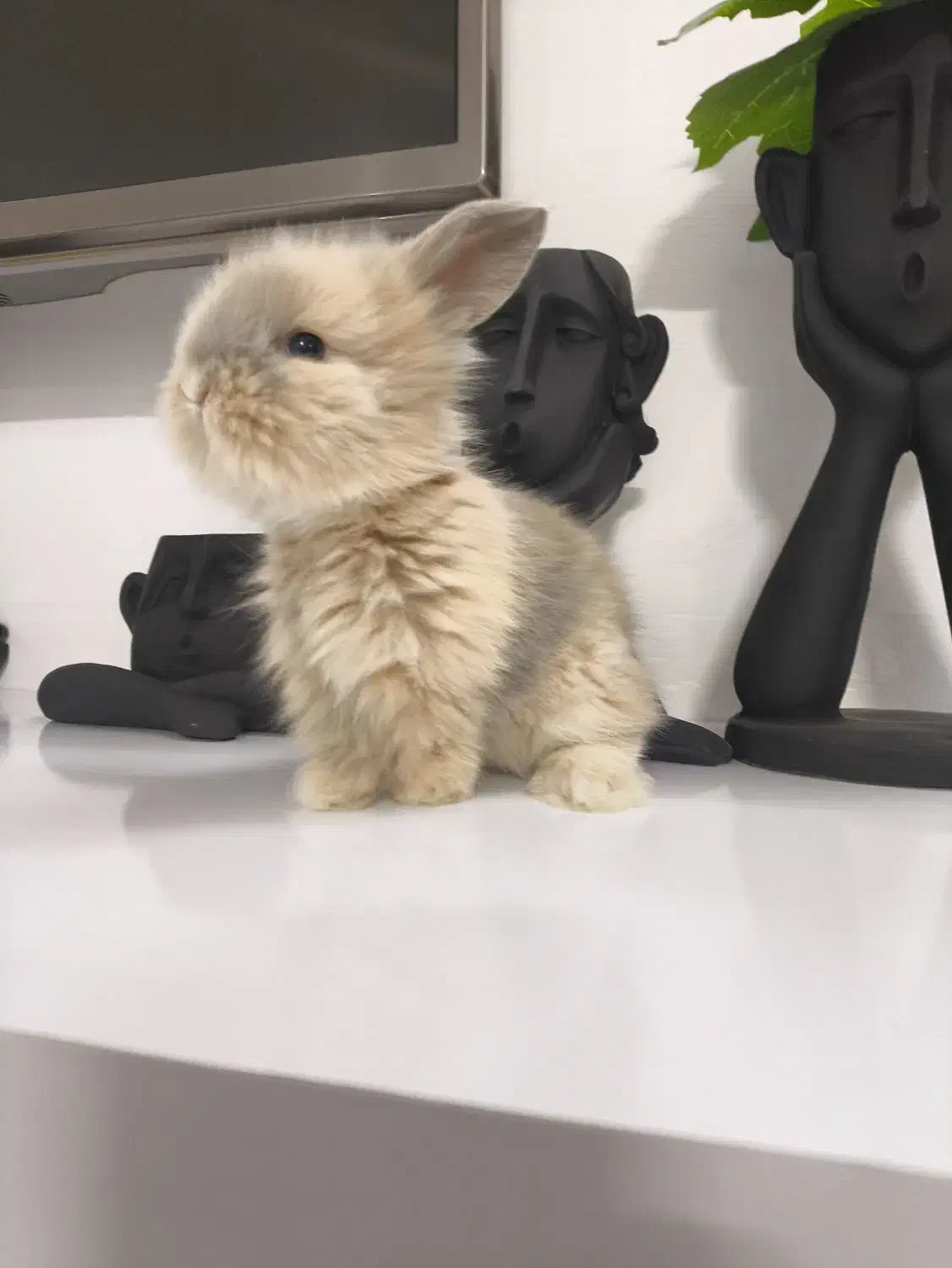 بچه خرگوش مینی لوپ لپ مینیاتوری اموزش دیده|موش و خرگوش|مشهد, هفده شهریور|دیوار