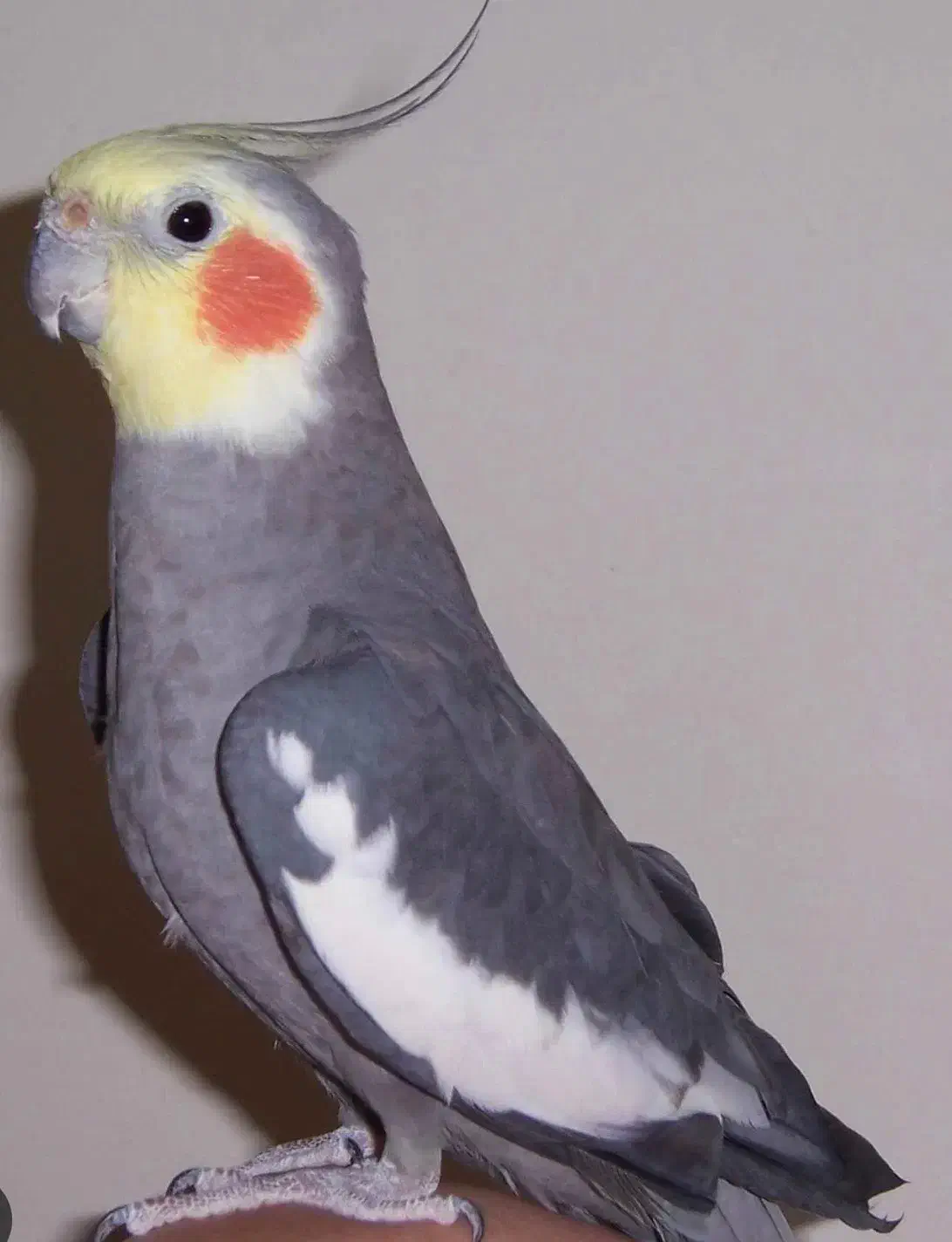 عروس هلندی|پرنده|تهران, تهرانپارس غربی|دیوار