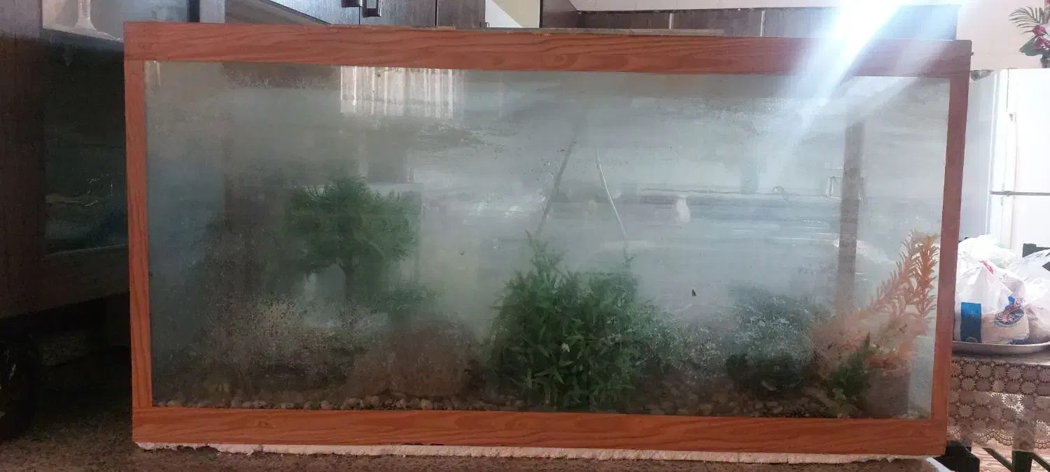 شیشه ی آکواریوم|ماهی|کازرون, |دیوار