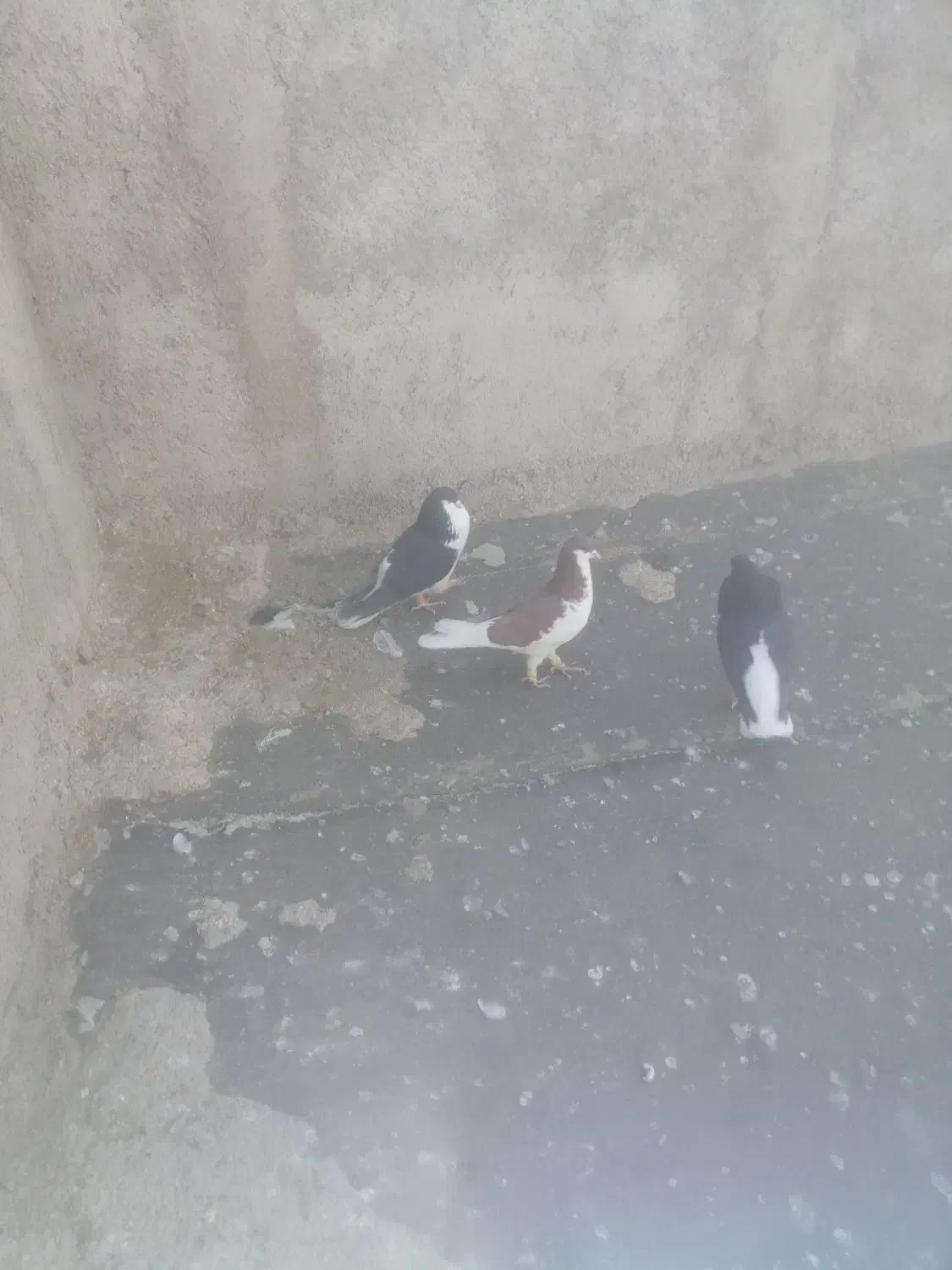 پرنده|پرنده|شیراز, میرزاکوچک خان|دیوار