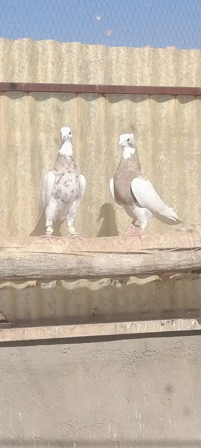 کبوتررنگی|پرنده|تاکستان, |دیوار