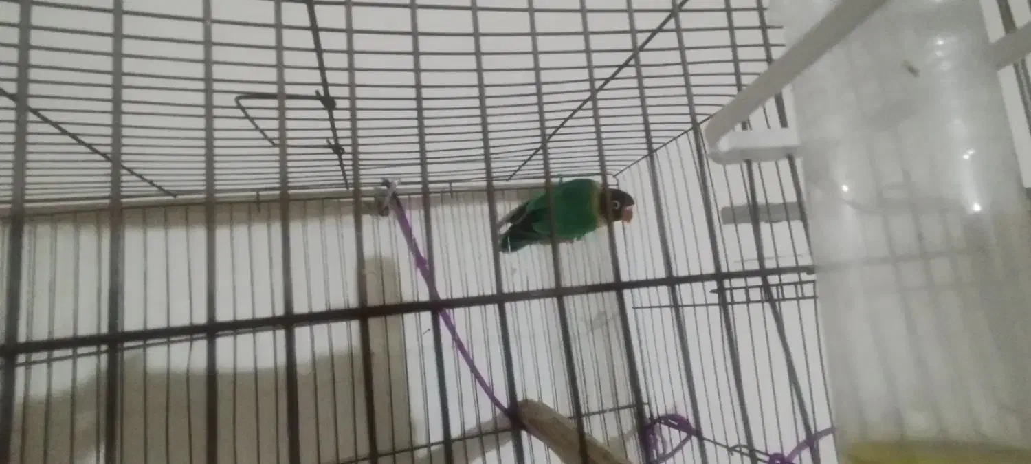 یک عدد طوطی برزیلی سبز سر سیاه|پرنده|برازجان, |دیوار