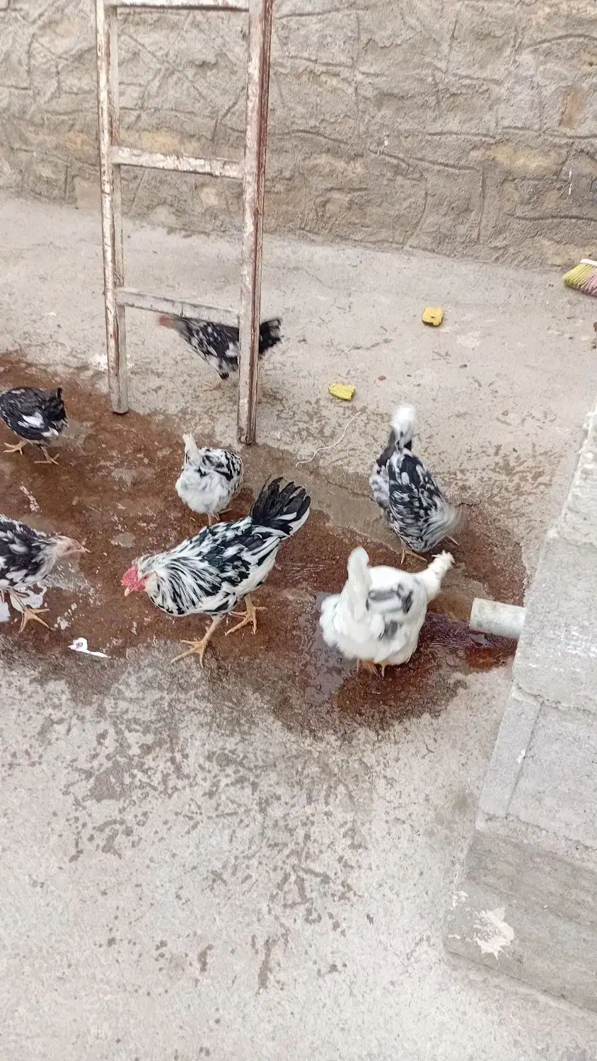 مرغ وخروس  گلین|حیوانات مزرعه|تیکمه داش, |دیوار