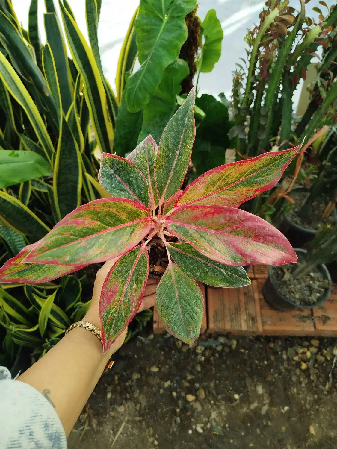 گل فروشی|گل و گیاه طبیعی|آزادشهر, |دیوار