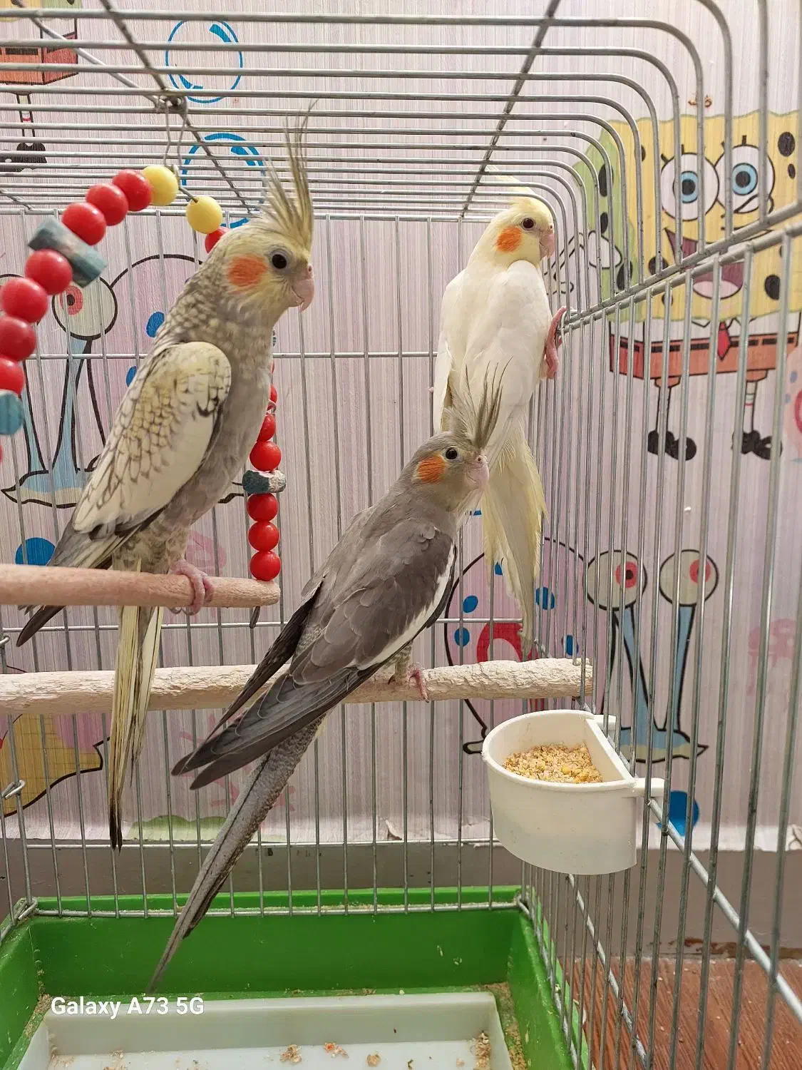 عروس هلندی|پرنده|اهواز, کوی جانبازان(دانش)|دیوار