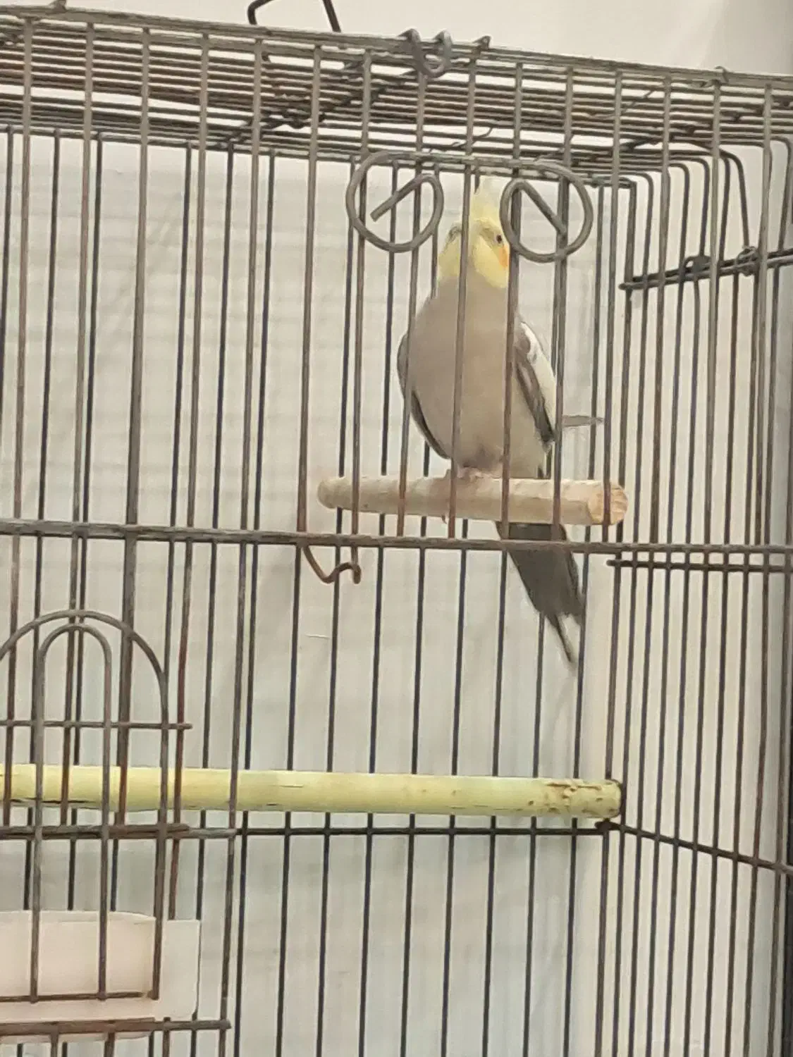 عروس هلندی رام دستی چند کلمه صحبت میکنه|پرنده|ری, علایین|دیوار