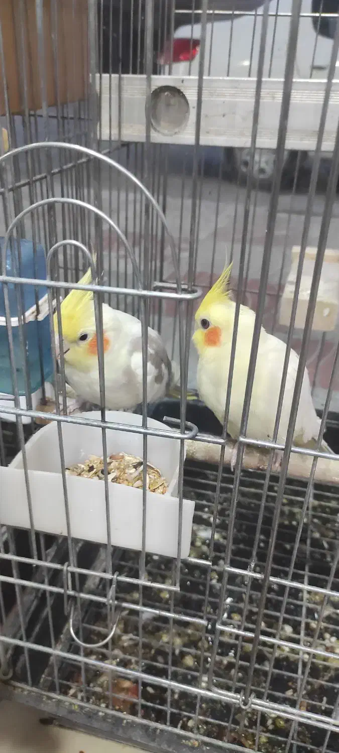 عروس هلندی مولد|پرنده|رباط‌کریم, نصیرشهر|دیوار