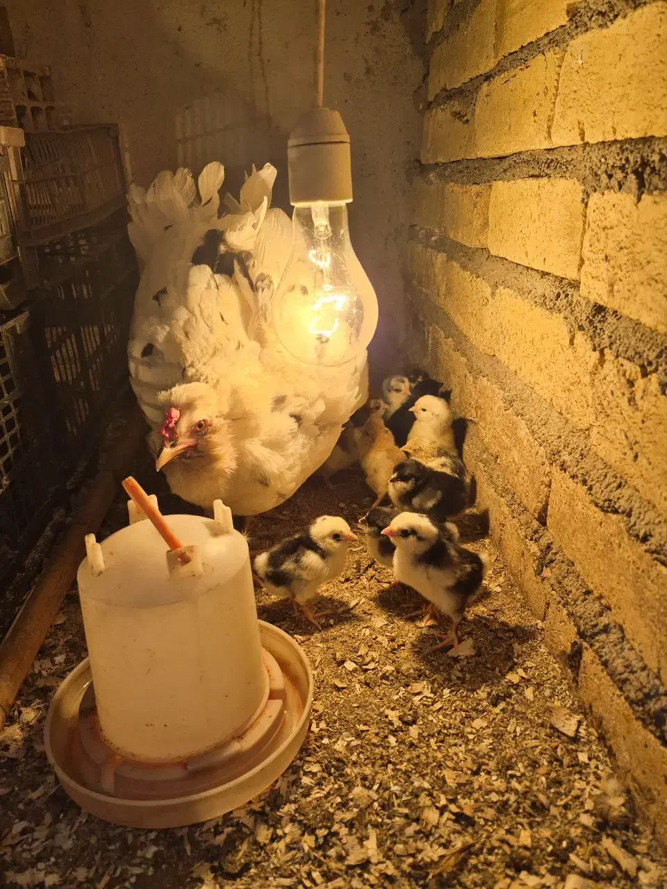 جوجه گلین دو هفته ای و تخم نطفه دار گلین لری اصیل|حیوانات مزرعه|رودبنه, |دیوار