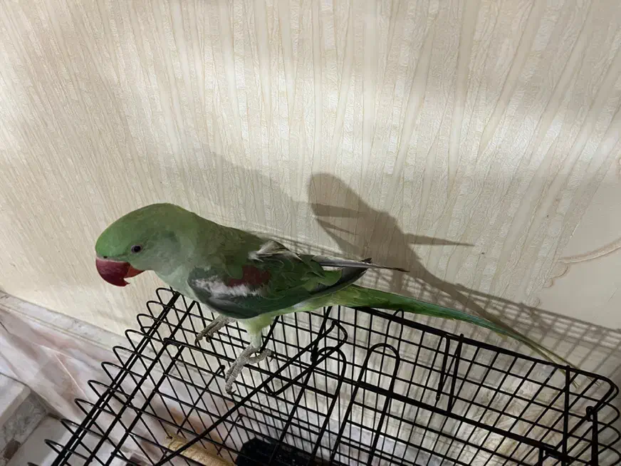 شاه طوطی|پرنده|نیشابور, شریعتی|دیوار