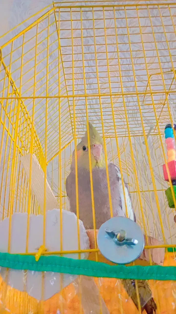 1000000|پرنده|سیرجان, |دیوار