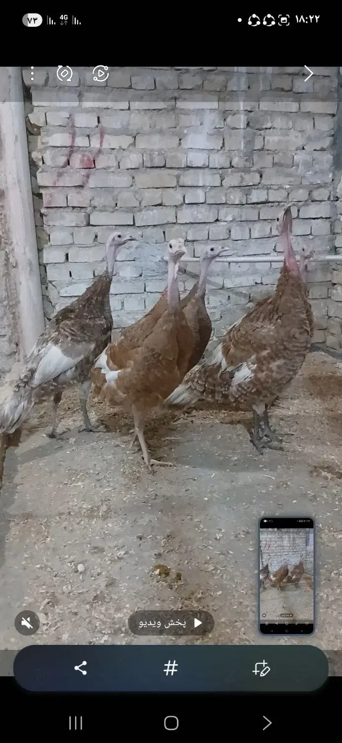 بوقلمون بربون|حیوانات مزرعه|یزد, |دیوار