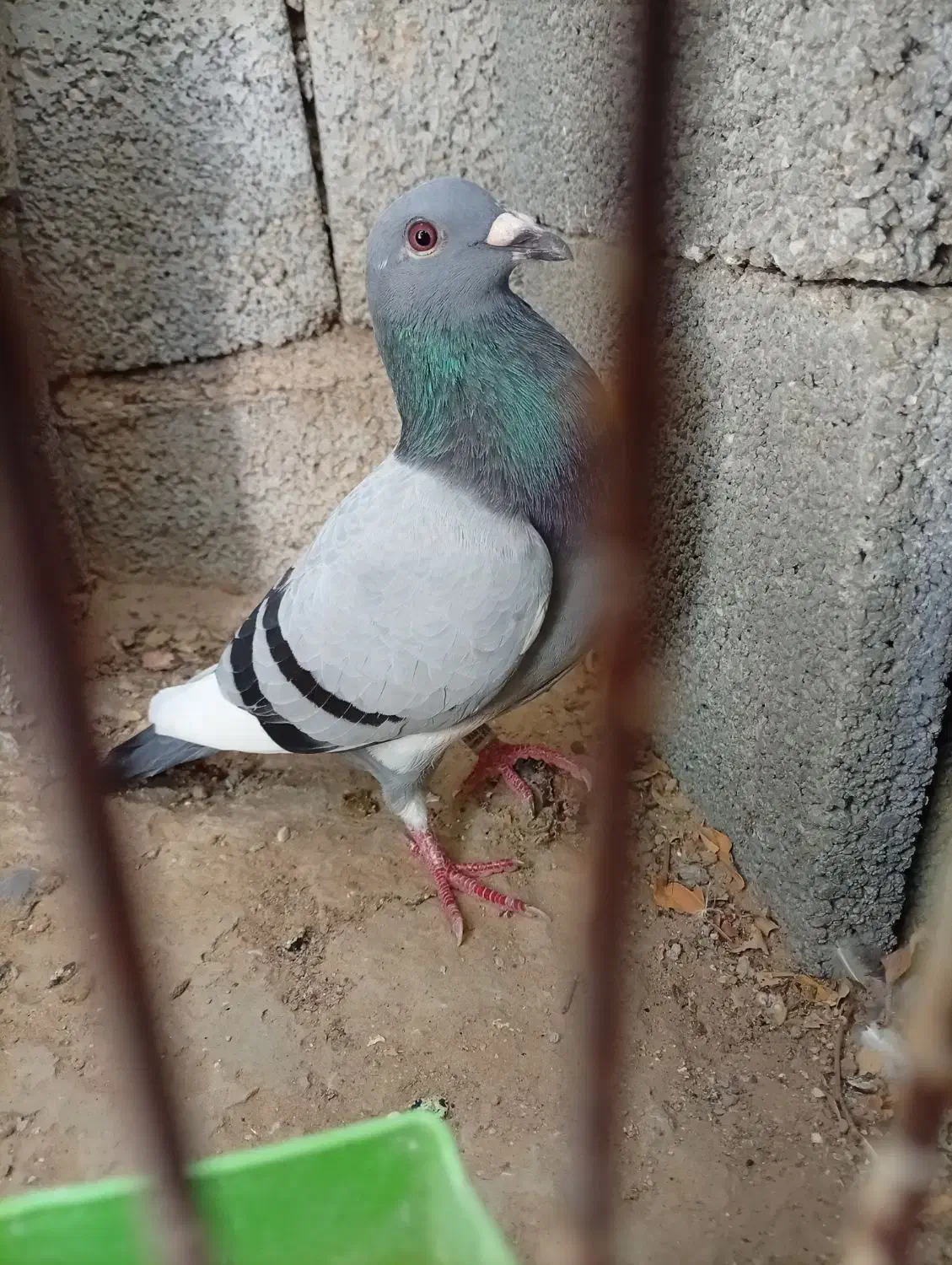 کبوتر پلاکی|پرنده|آبپخش, |دیوار