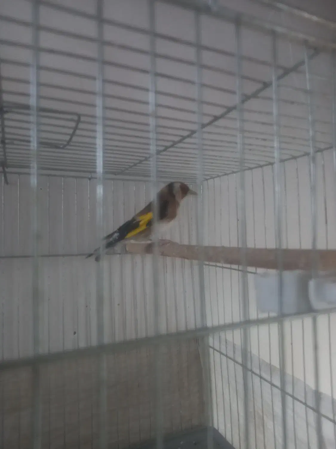 سهره|پرنده|تبریز, |دیوار