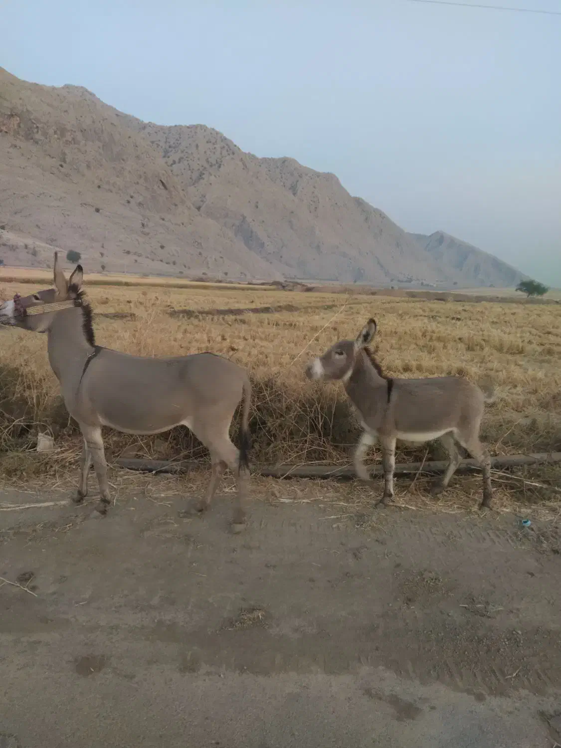 خر ماده دوتا|حیوانات مزرعه|باشت, |دیوار