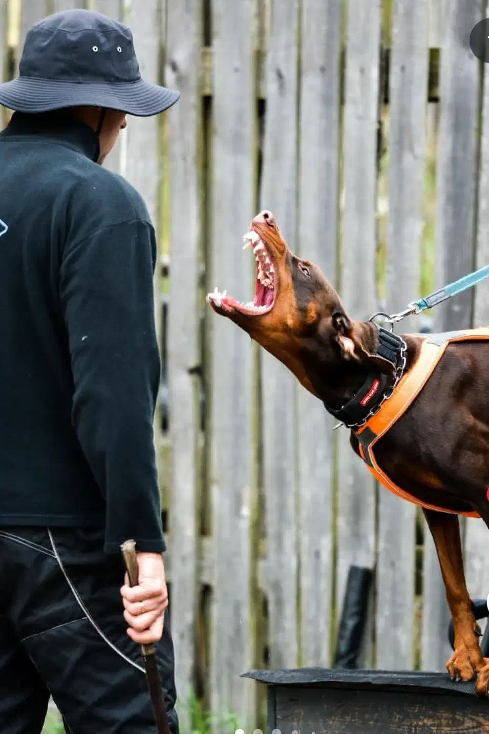 دوبرمن تیپ اروپایی|سگ|پرند, فاز ۴|دیوار