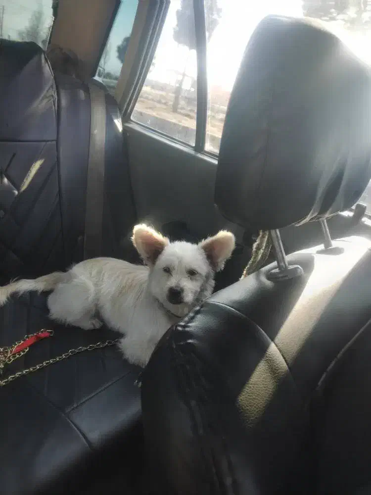 سگ نژادکورگی|سگ|تهران, مسعودیه|دیوار