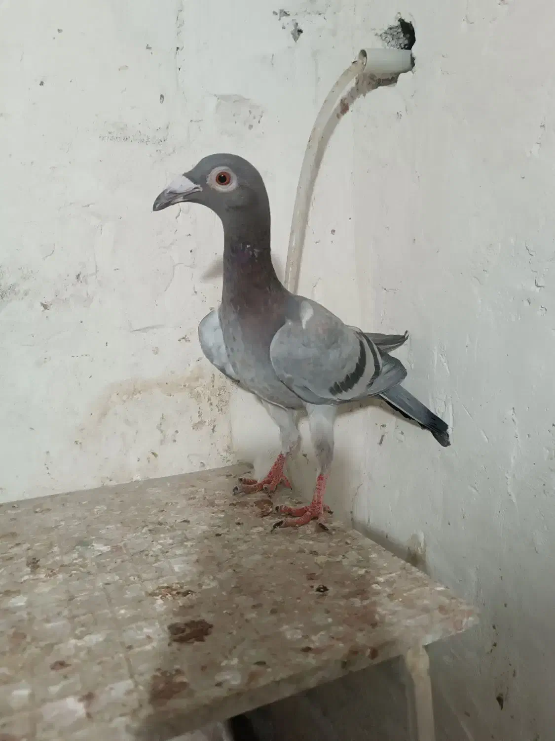 کبوتر|پرنده|قزوین, |دیوار