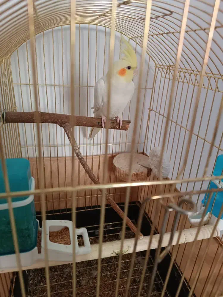 پرنده عروس هلندی|پرنده|دماوند, مسکن مهر گیلاوند|دیوار