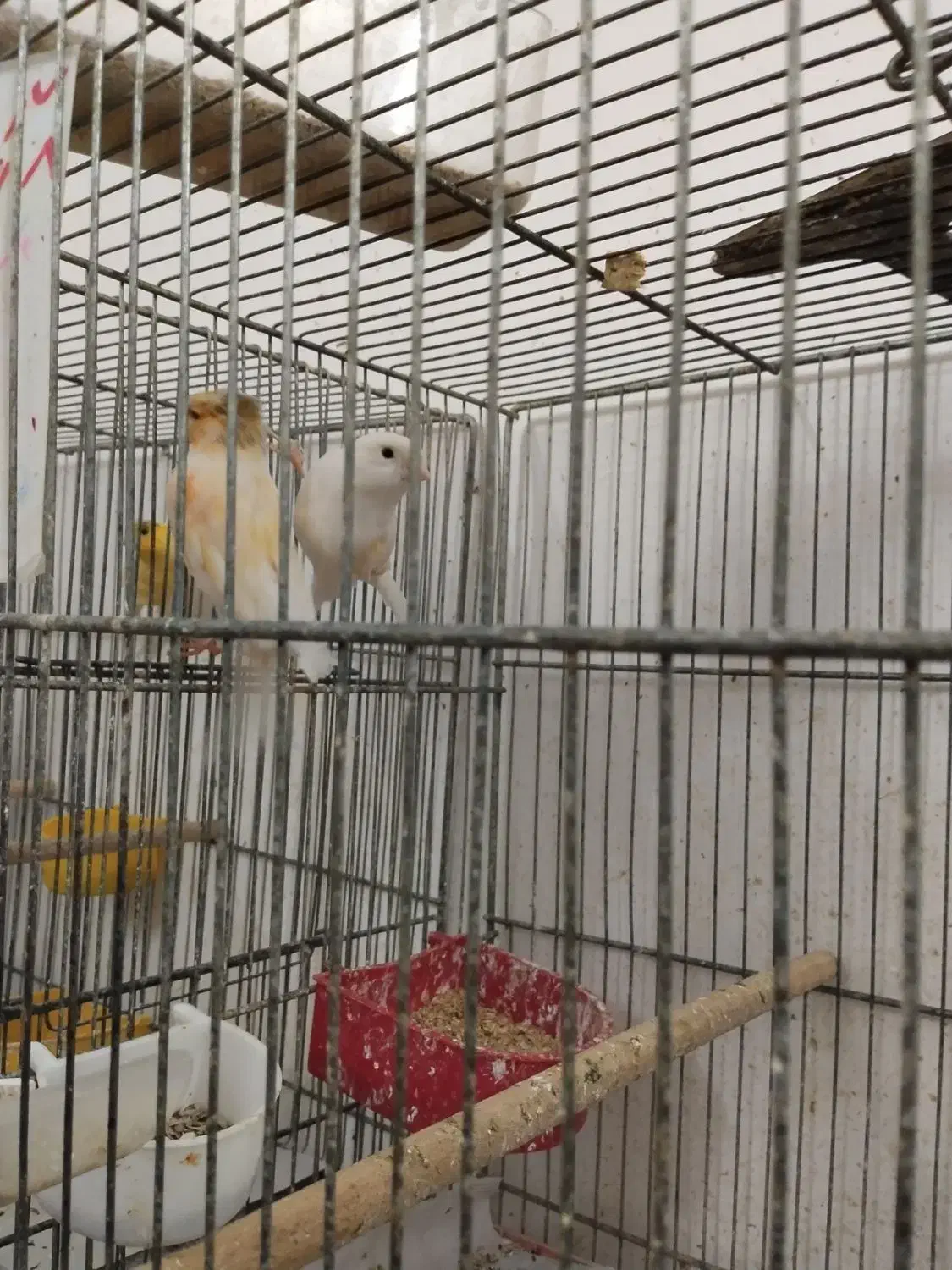 قناری نر و ماده|پرنده|قنوات, |دیوار