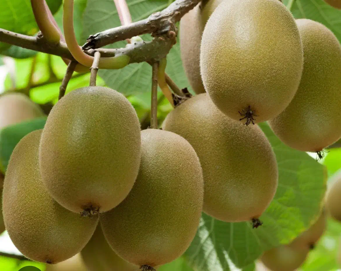 فروش کیوی|خوردنی و آشامیدنی|دالخانی, |دیوار