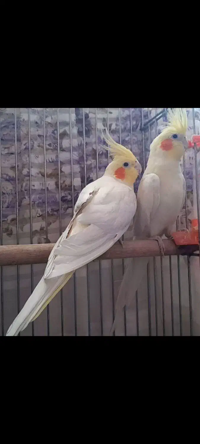 چهار عدد عروس هلندی|پرنده|هشتگرد, قاسم آباد بزرگ|دیوار