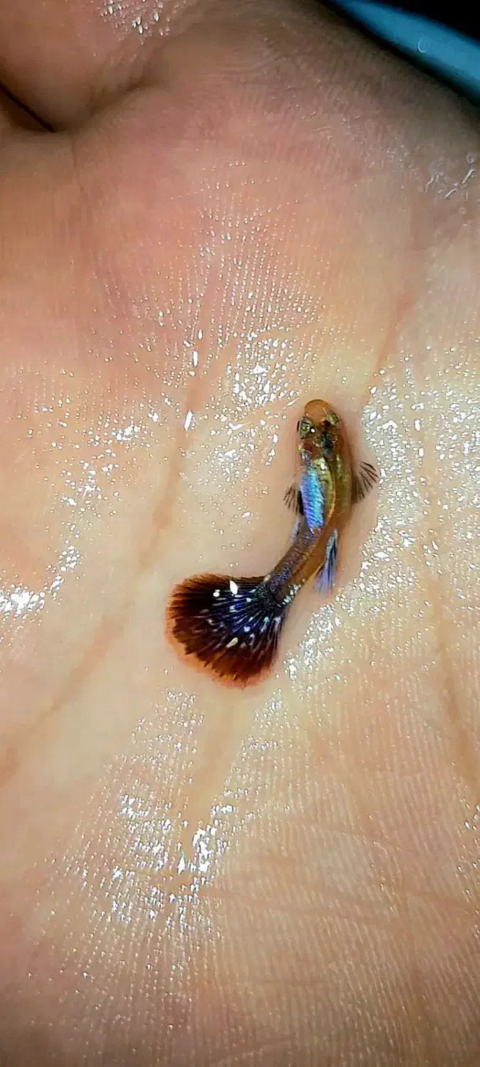 ماهی های گوپی|ماهی|اردبیل, |دیوار