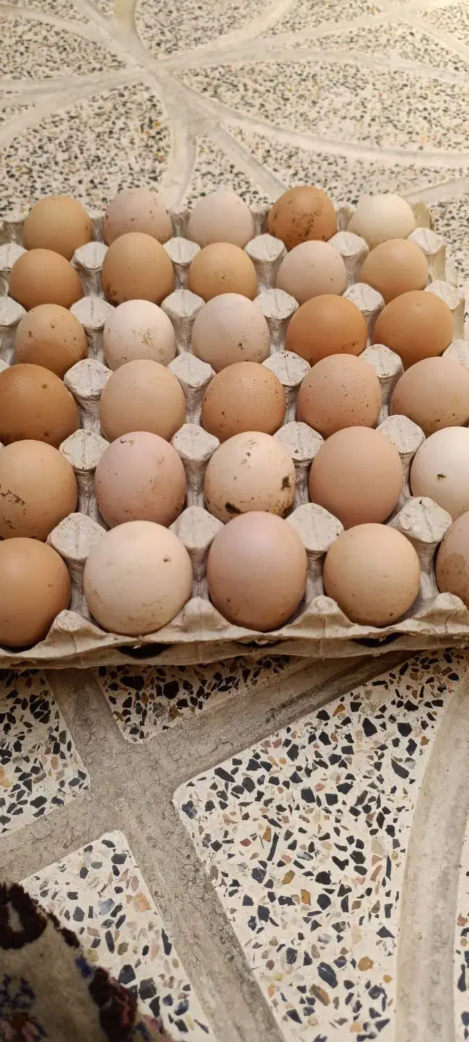 تخم نطفه دار برهما|حیوانات مزرعه|هشتگرد, قاسم آباد بزرگ|دیوار