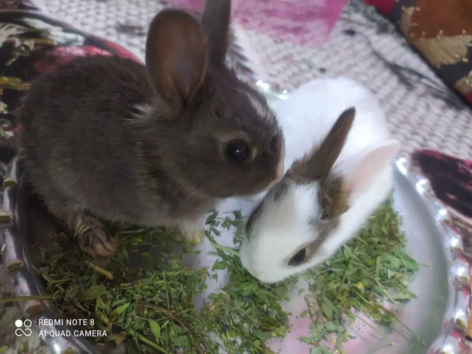 حیوان خانگی|موش و خرگوش|امیدیه, |دیوار